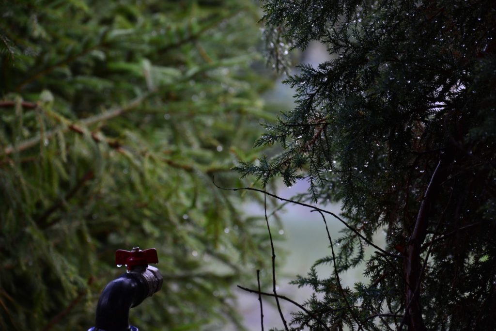 Zawór wody w ogrodzie na tle świerków.